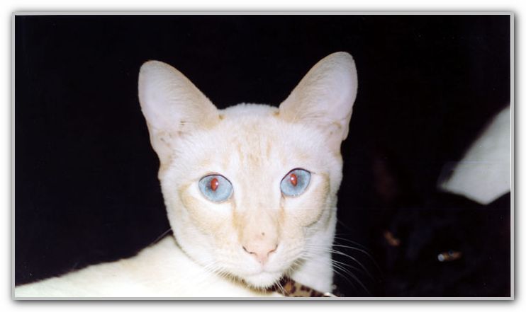 Senna circa 2000